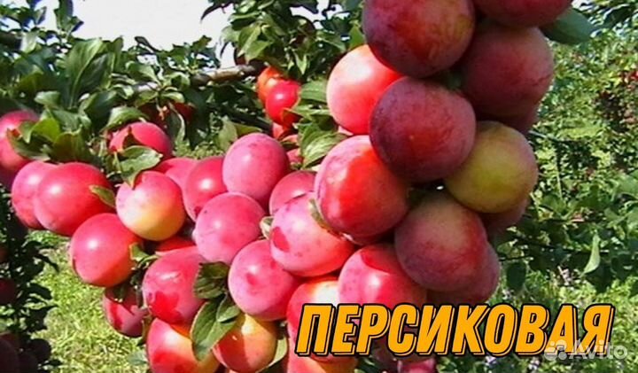 Саженцы сливы и алычи