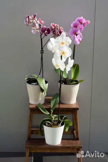 Комнатные растения