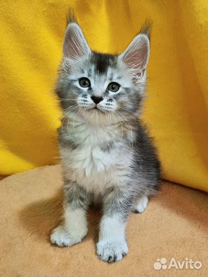 Котята чаузи