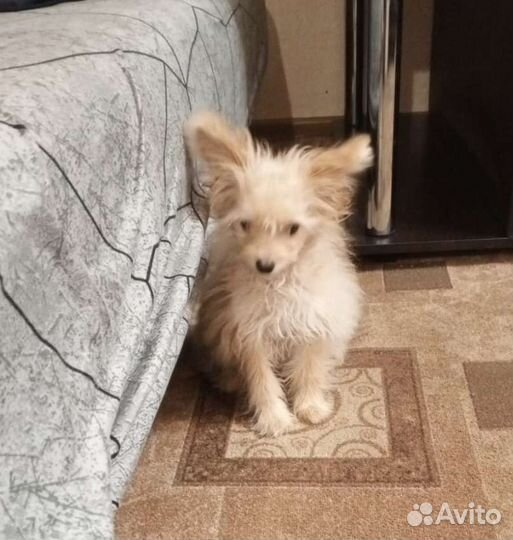 Щенок в добрые руки маленькой собаки