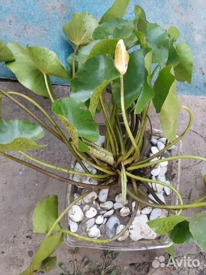 Нимфея для пруда или бассейна