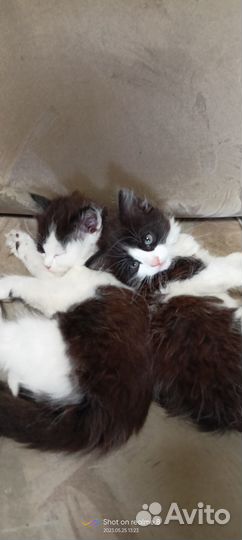 Котята в добрые руки даром