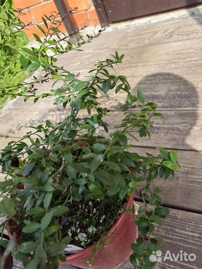 Лимон Ташкентский. россо микроцитрус