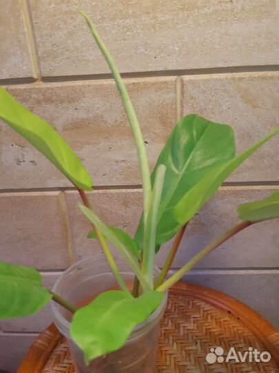 Филодендрон 