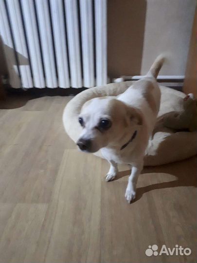 Передержка собак и кошек