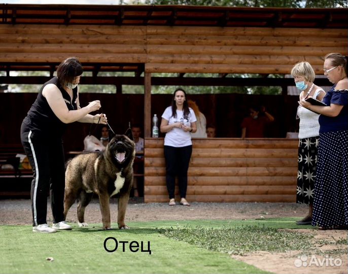 Акита девочка