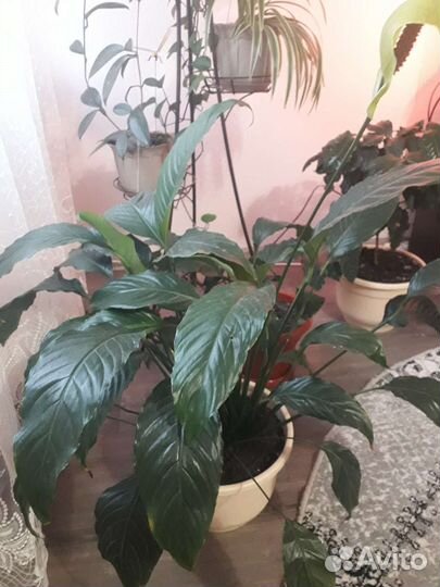 Спатифиллум