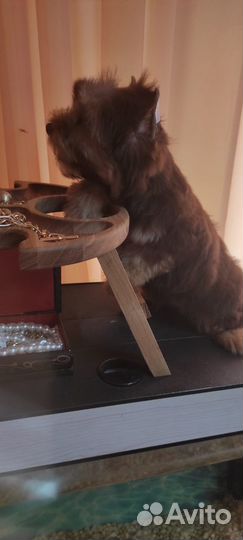 Малыши йорки