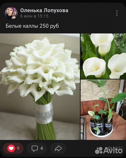 Комнатные цветы калла