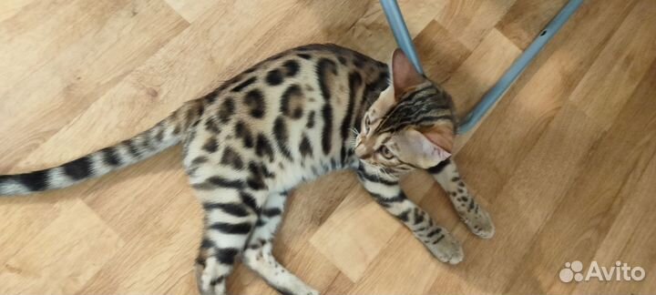 Продам бенгальского котенка
