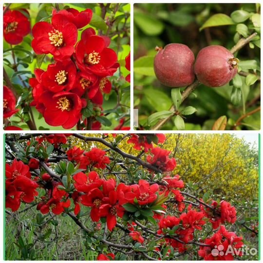 Айва превосходная Кримсон энд голд