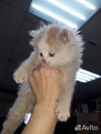 Котята в добрые руки даром бесплатно