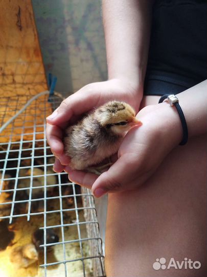 Цыпленок