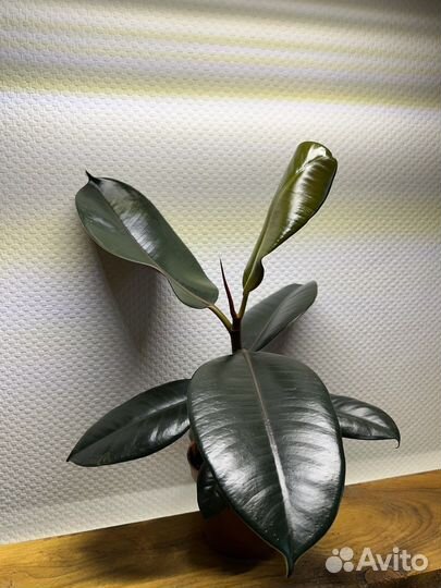 Сортовые фикусы