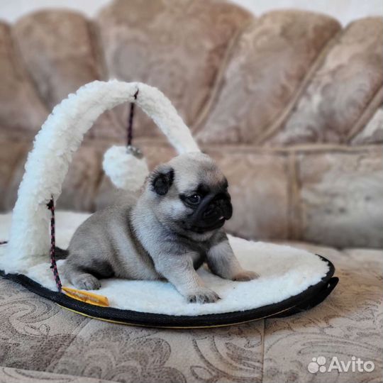 Маленькие колобки