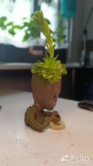 Суккуленты в кашпо