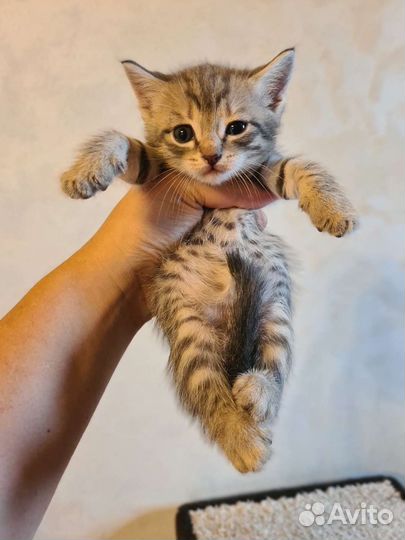 Прелестные котодетки