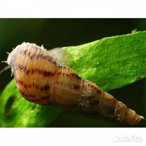 Аквариумные принадлежности