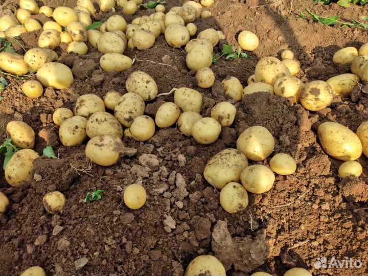 Картофель гала