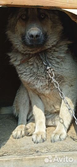 Умка,метис с кавказцем далеко