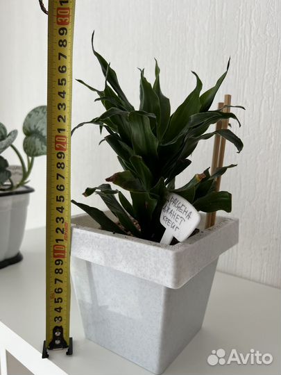 Цветы комнатные