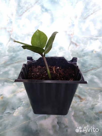 Замиокулькас