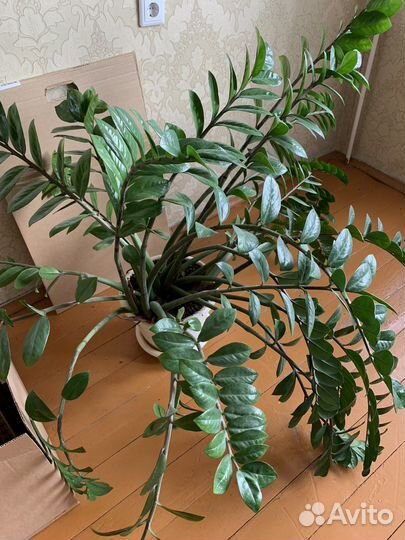 Замиокулькас (отросток)