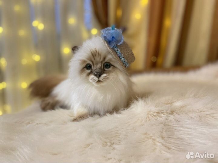 Мягкая игрушка ручной работы кошка