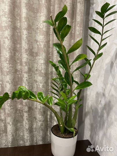 Замиокулькас