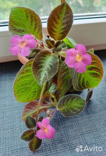 Разные цветы