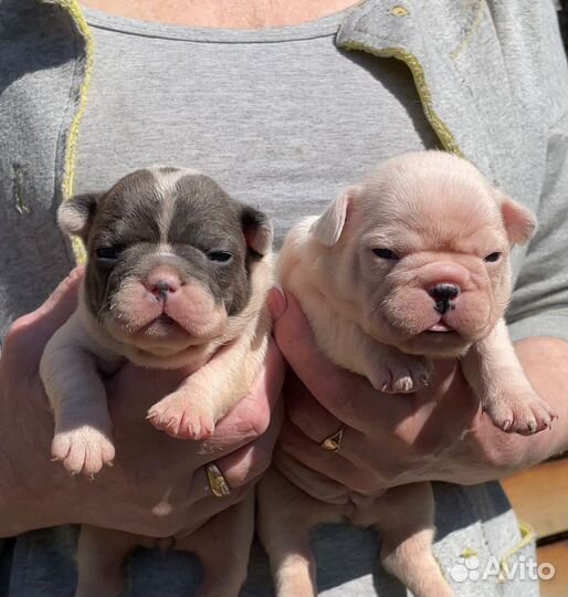 Французский бульдог