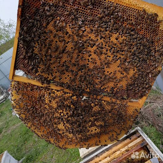 Трутневый гомогенат