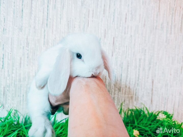 Декорактивный кролик - мини карликовый