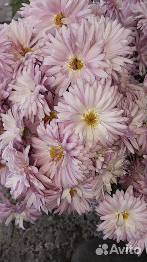 Хризантема