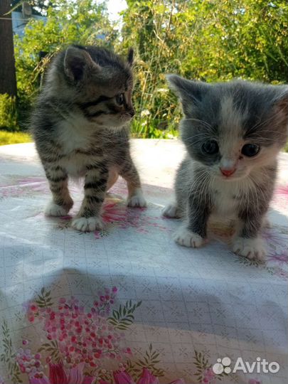 Котята в добрые руки