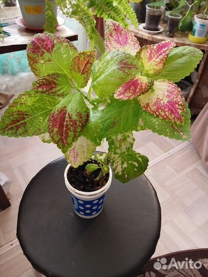 Цветы для дома