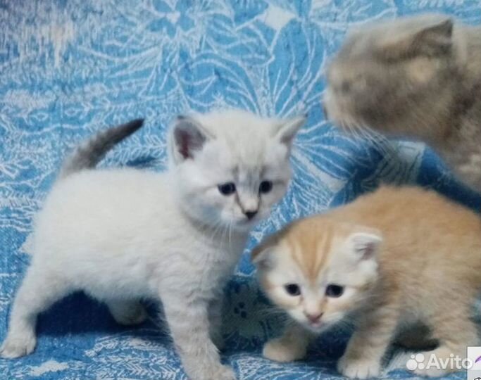 Британские котята