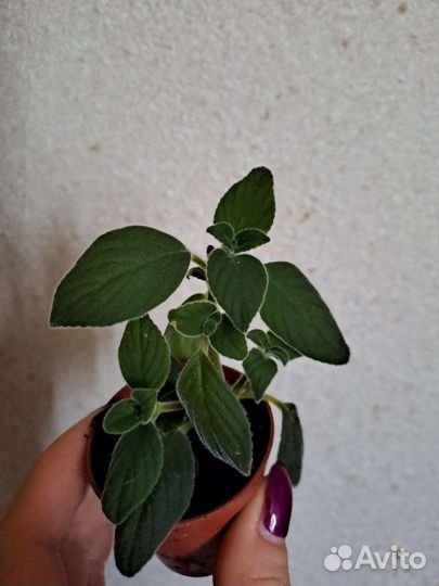 Комнатные цветы разные