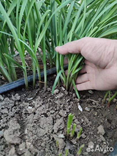 Джусай семена