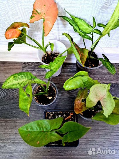 Сингониумы разные