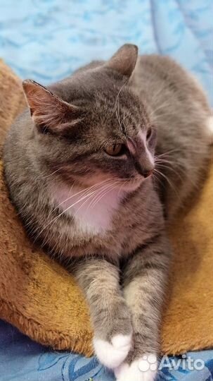 Очень уютная кошка. 8 лет. Кастрирована и привита