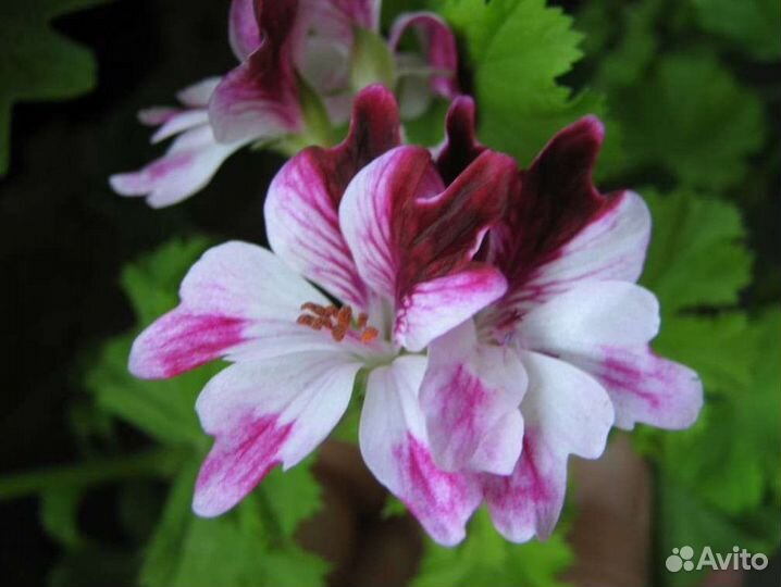Пеларгония герань сортовые