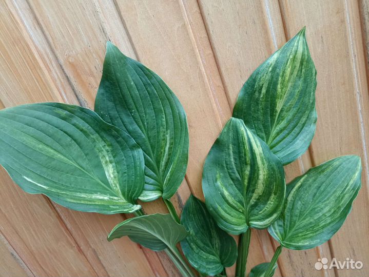 Хоста коллекционная страйк