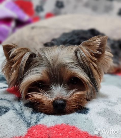 Кобель Йоркширского терьера на вязку