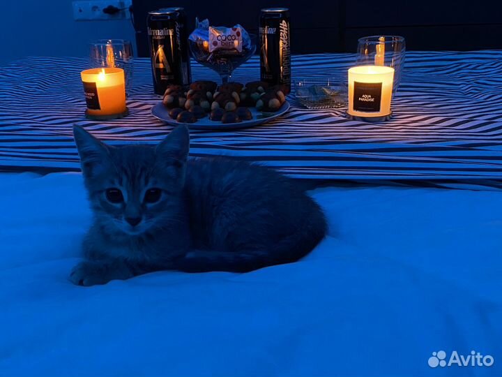 Кошка бесплатно