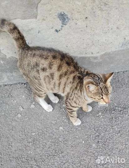 Кошка в добрые руки