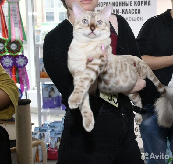Бенгальский кот вязка