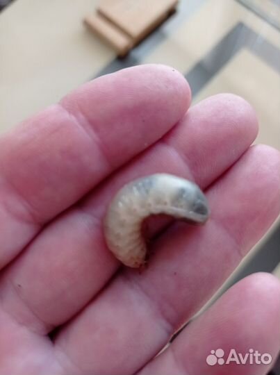 Личинка майского жука