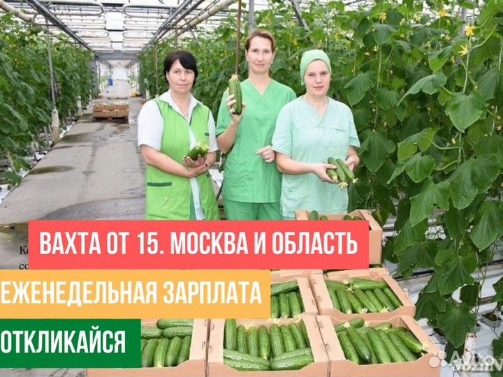 Вахта Разнорабочий в теплицу Еженедельные выплаты