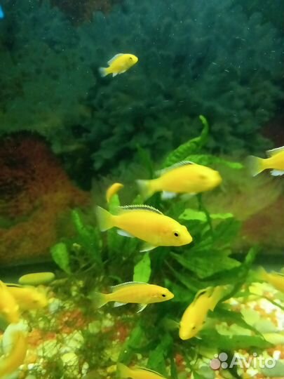 Цихлиды Еллоу